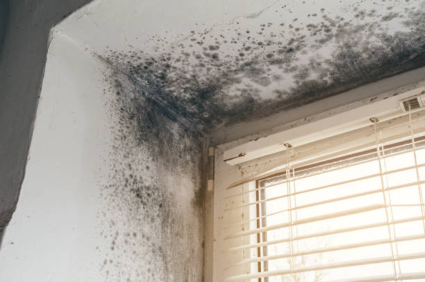 Affordable Black Mold Remediation solutions in Upton, KY